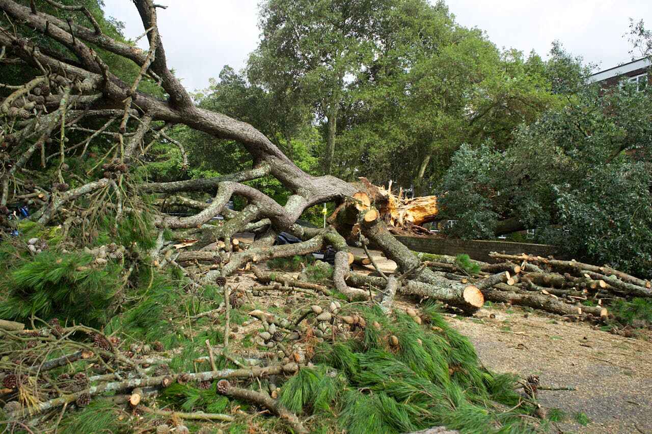 Tree Removal for Businesses in Combee Settlement, FL